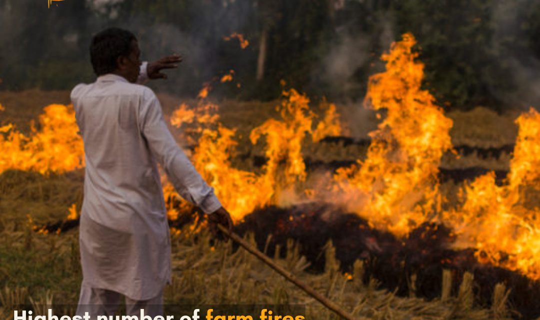 Among paddy-growing states, Madhya Pradesh reports the maximum farm fires.