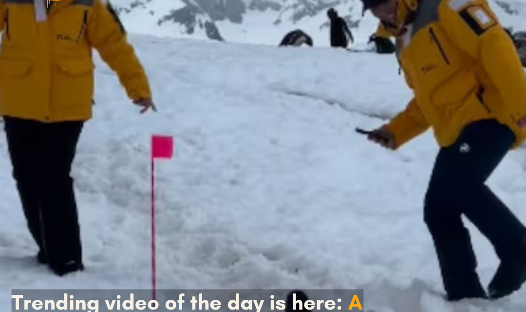 The video has gone viral on the internet, and netizens are amazed to see a penguin for its gesture of waiting for a couple to move.