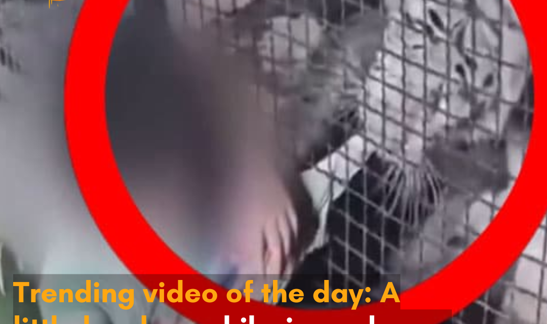 At a zoo, a little boy made a funny plea to the tiger, who grabbed his t-shirt with its jaws.