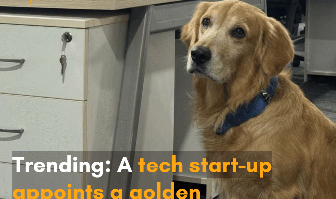 The internet reacted to a viral post that shows Denver, a golden retriever, seated next to a desk in the office with a blue-collar.
