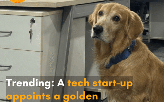 The internet reacted to a viral post that shows Denver, a golden retriever, seated next to a desk in the office with a blue-collar.