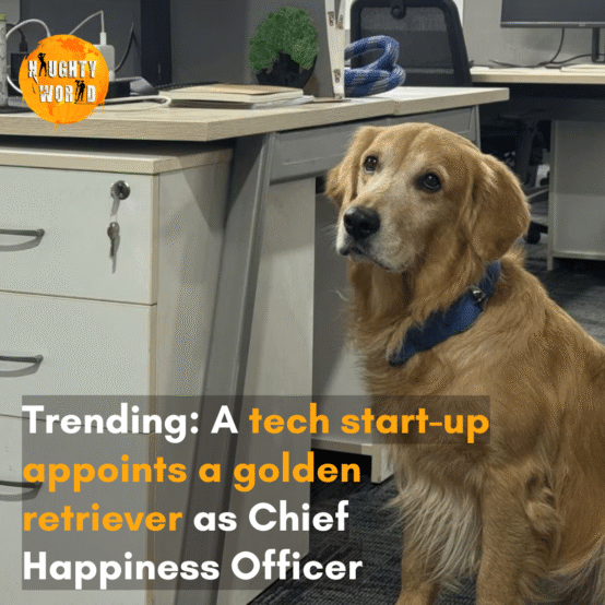 The internet reacted to a viral post that shows Denver, a golden retriever, seated next to a desk in the office with a blue-collar.