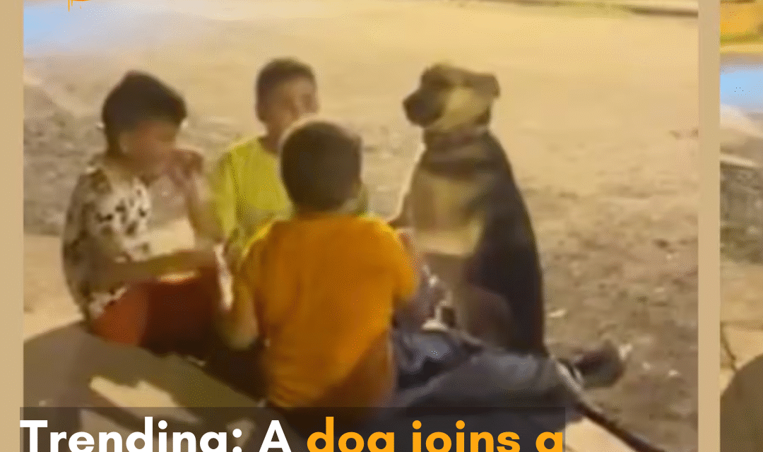 A video of a dog joining a group of little boys has gone viral on the internet.