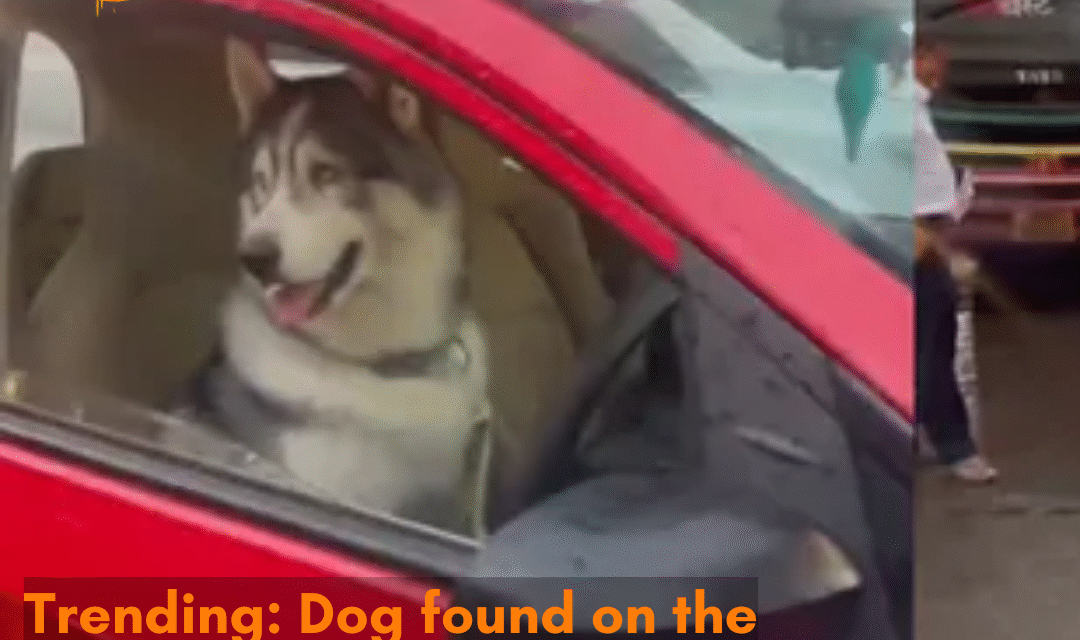 The car with a dog on the driver’s seat caused a traffic jam in the Lokhandwala area of Andheri in Mumbai; netizens react.