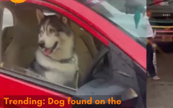 The car with a dog on the driver’s seat caused a traffic jam in the Lokhandwala area of Andheri in Mumbai; netizens react.