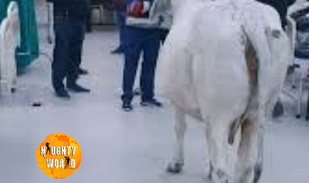Trending: Bull seen strolling in UP hospital, and staff nowhere to be seen