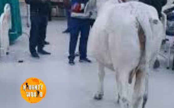 Trending: Bull seen strolling in UP hospital, and staff nowhere to be seen