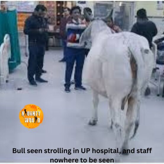 Trending: Bull seen strolling in UP hospital, and staff nowhere to be seen