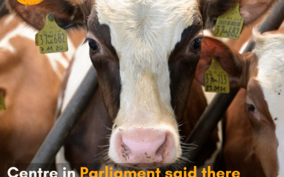 S P Singh Baghel said that there is no plan to declare cow as the national animal of India.