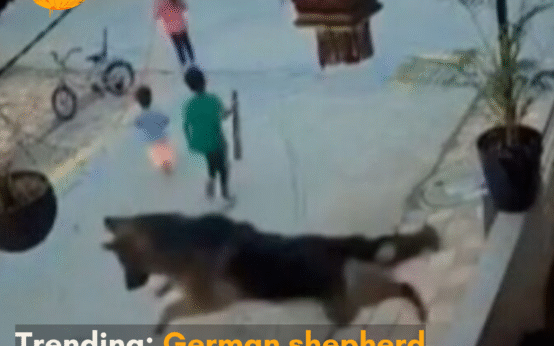 Netizens love how the dog saves kids from other stray dogs, making the video go viral.