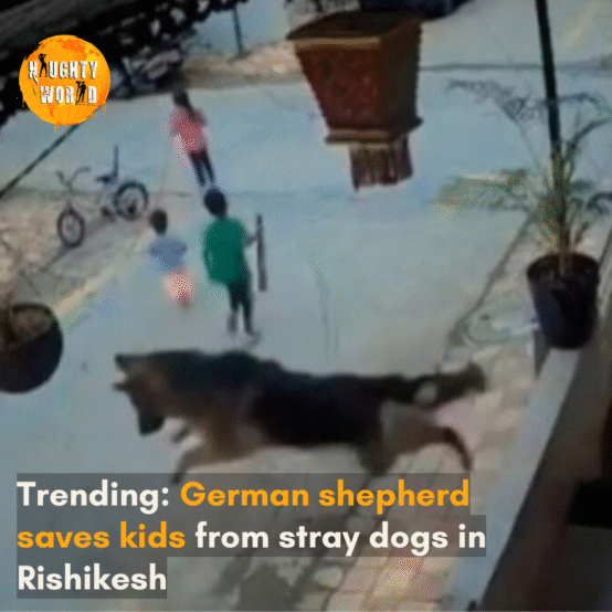 Netizens love how the dog saves kids from other stray dogs, making the video go viral.