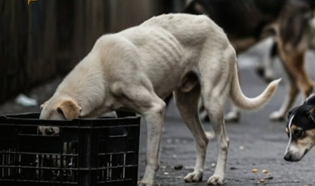 The order says that all stray dogs in Delhi-NCR should be moved to shelters within 8 weeks.
