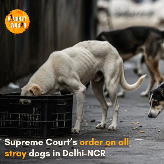 The order says that all stray dogs in Delhi-NCR should be moved to shelters within 8 weeks.