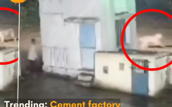 The footage that has gone viral has amused netizens after the man and the lion came face-to-face in Gujarat’s Junagadh cement factory.