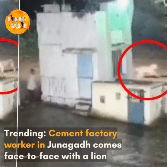 The footage that has gone viral has amused netizens after the man and the lion came face-to-face in Gujarat’s Junagadh cement factory.