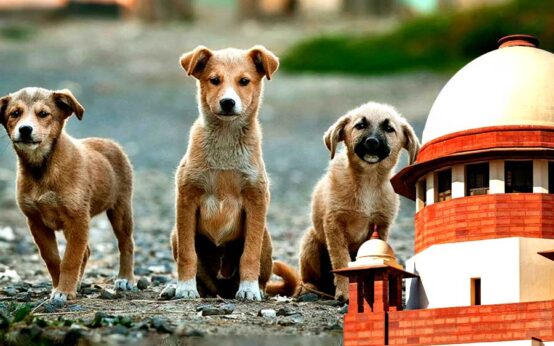 The Supreme Court makes changes in the Delhi stray dogs’ case