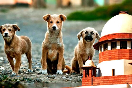The Supreme Court makes changes in the Delhi stray dogs’ case