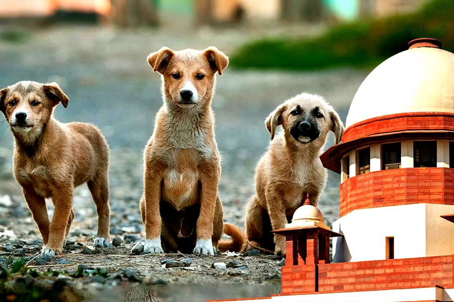 The Supreme Court makes changes in the Delhi stray dogs’ case
