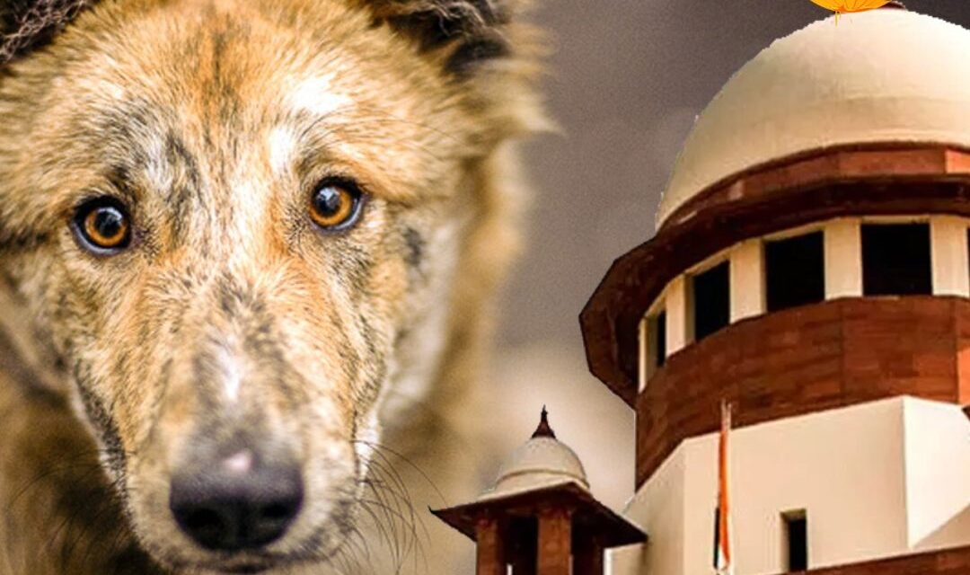 The government says this about the stray dog case to the Supreme Court