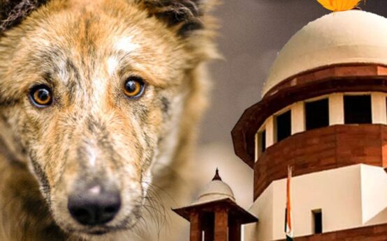 The government says this about the stray dog case to the Supreme Court