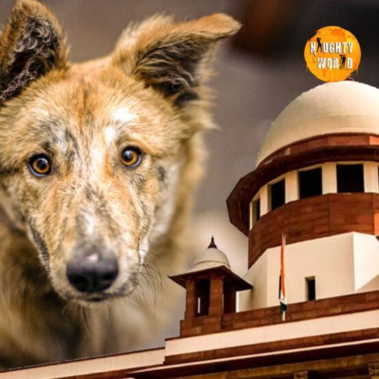 The government says this about the stray dog case to the Supreme Court