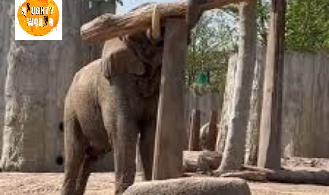 Trending: An elephant was seen balancing skilfully to pluck fresh leaves