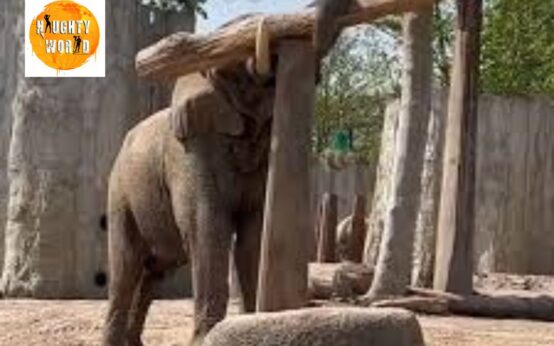 Trending: An elephant was seen balancing skilfully to pluck fresh leaves