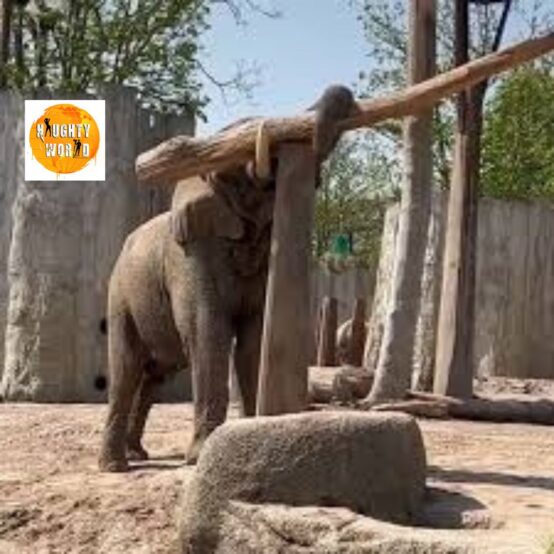 Trending: An elephant was seen balancing skilfully to pluck fresh leaves