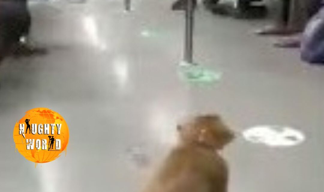 Trending: Monkey spotted inside Delhi Metro