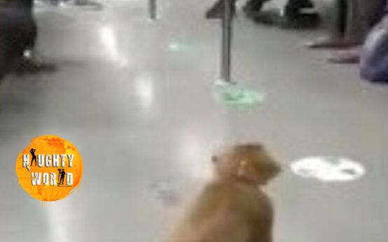 Trending: Monkey spotted inside Delhi Metro