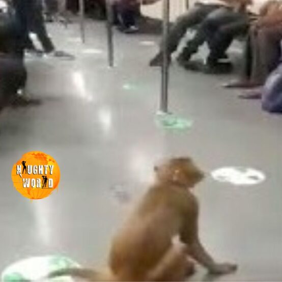 Trending: Monkey spotted inside Delhi Metro