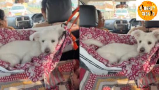 Trending A quirky hammock hack for ‘Dogeshbhai’ wins the internet