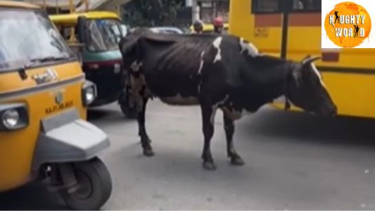 Trending Cows stuck in Bengaluru traffic jam sparks reactions from netizens