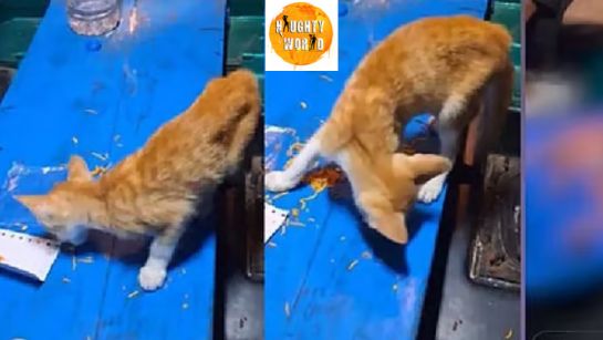 Gujarat’s man brutally kills a cat; the video goes viral