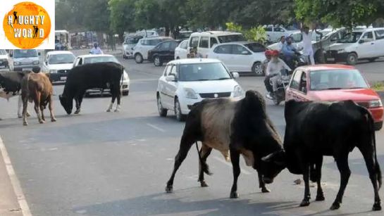 Trending: Raging bulls bring traffic to a halt on a busy day on Delhi road