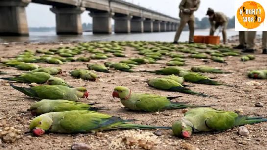 Parrots death: 200 parrots die on the banks of the Narmada in MP