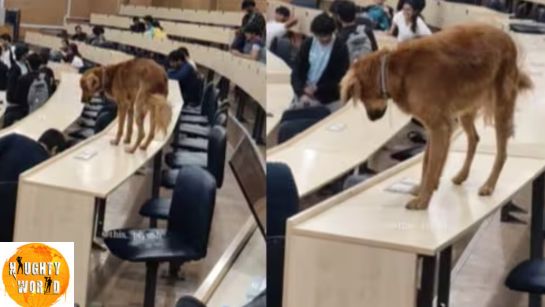 Trending Dog spotted on a classroom table at IIT Bombay