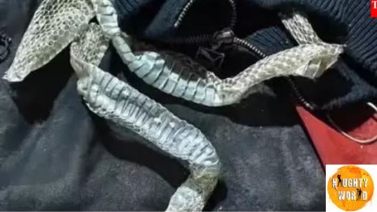Trending UP woman disappears overnight; snake skin found on bed