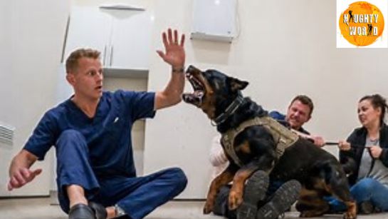 Trending: A Mumbai man seen taking a stray dog for treatment in his cycle