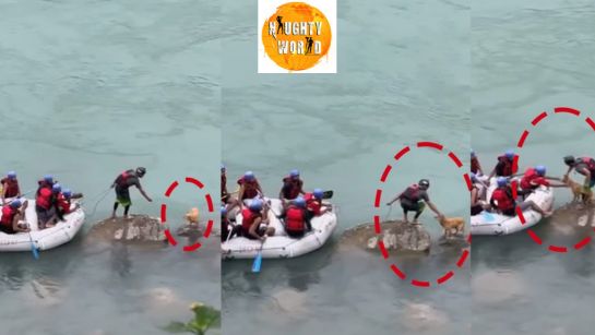 Trending: A stray dog was rescued by a raft operator in the Ganga; the internet is in love
