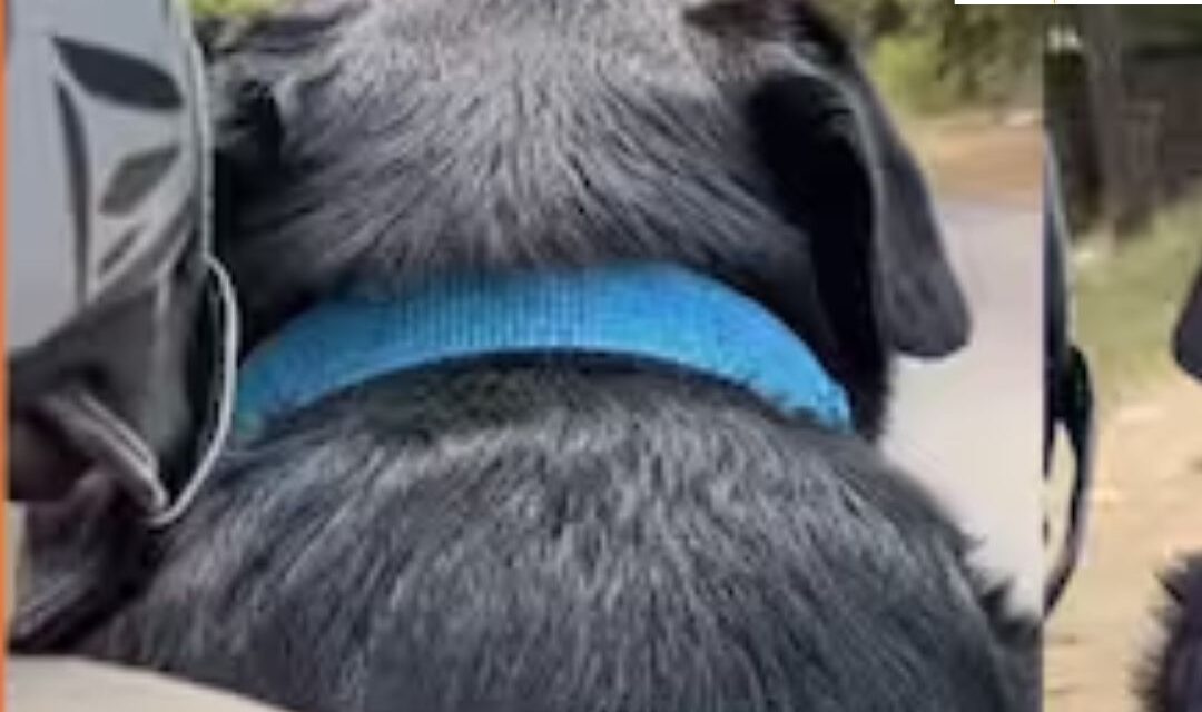 Trending: Rapido driver receives “dog” as a delivery; wins hearts on the internet