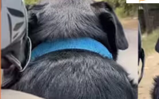 Trending: Rapido driver receives “dog” as a delivery; wins hearts on the internet