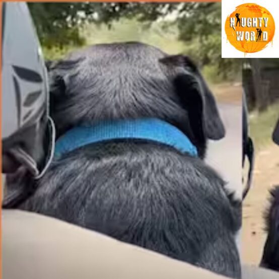 Trending: Rapido driver receives “dog” as a delivery; wins hearts on the internet