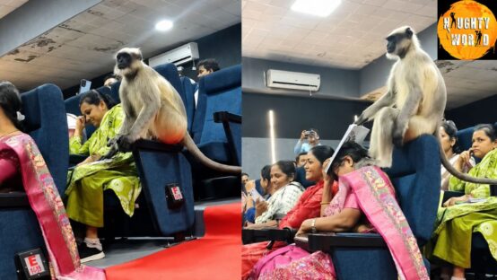 Trending: A monkey disrupts a teacher’s training, entering a class at Gujarat University