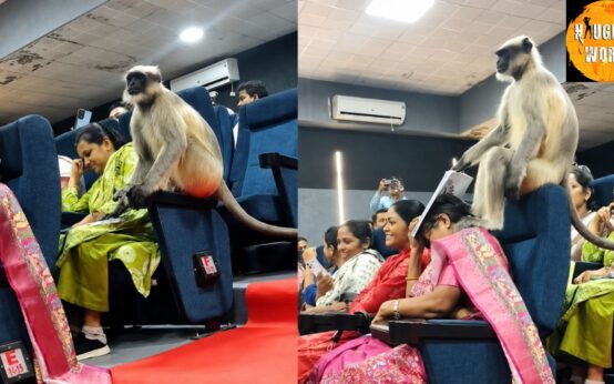 Trending: A monkey disrupts a teacher’s training, entering a class at Gujarat University