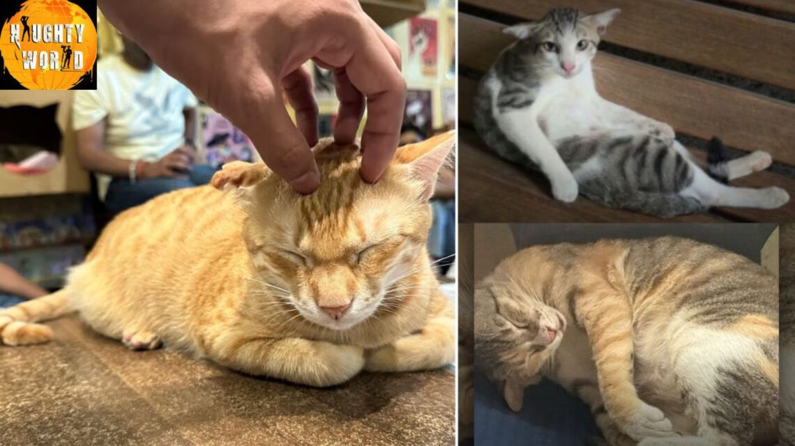 Meowmbai Mapping mumbai’s feline citizens.