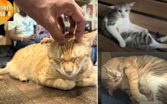 Meowmbai Mapping mumbai’s feline citizens.