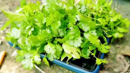 Coriander Stems: The hidden flavouryou shouldn't waste.