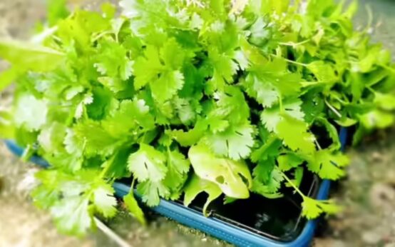 Coriander Stems: The hidden flavouryou shouldn't waste.