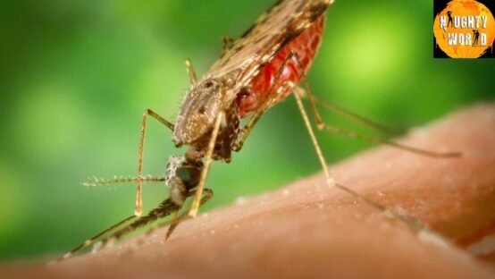 India’s battle against Malaria A decade of progress.